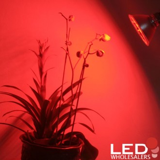 LED PAR38 Flood Light Bulb with Glass Body, Red (Final Sale)